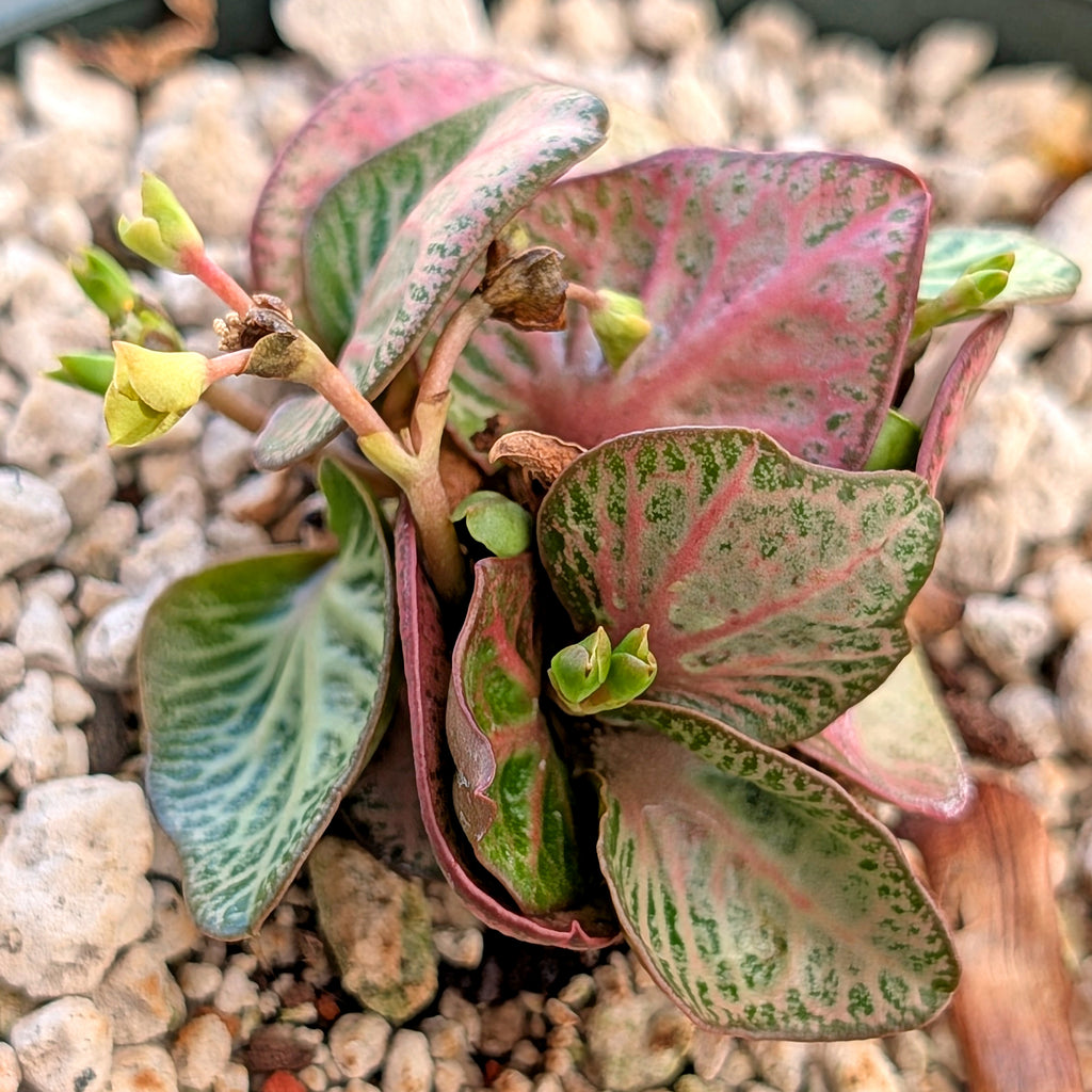 Euphorbia francoisii #20