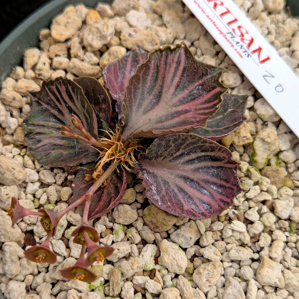 Euphorbia francoisii #20