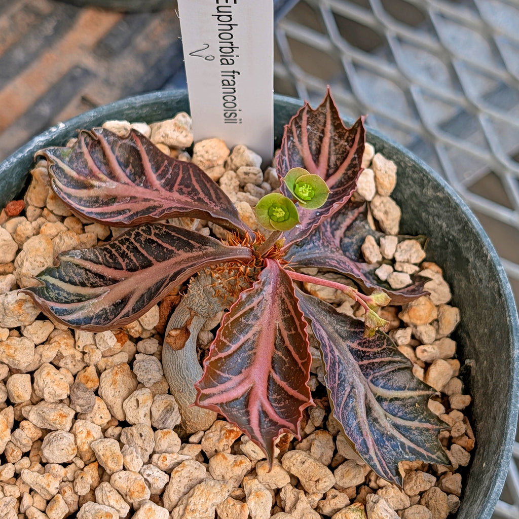 Euphorbia francoisii #20