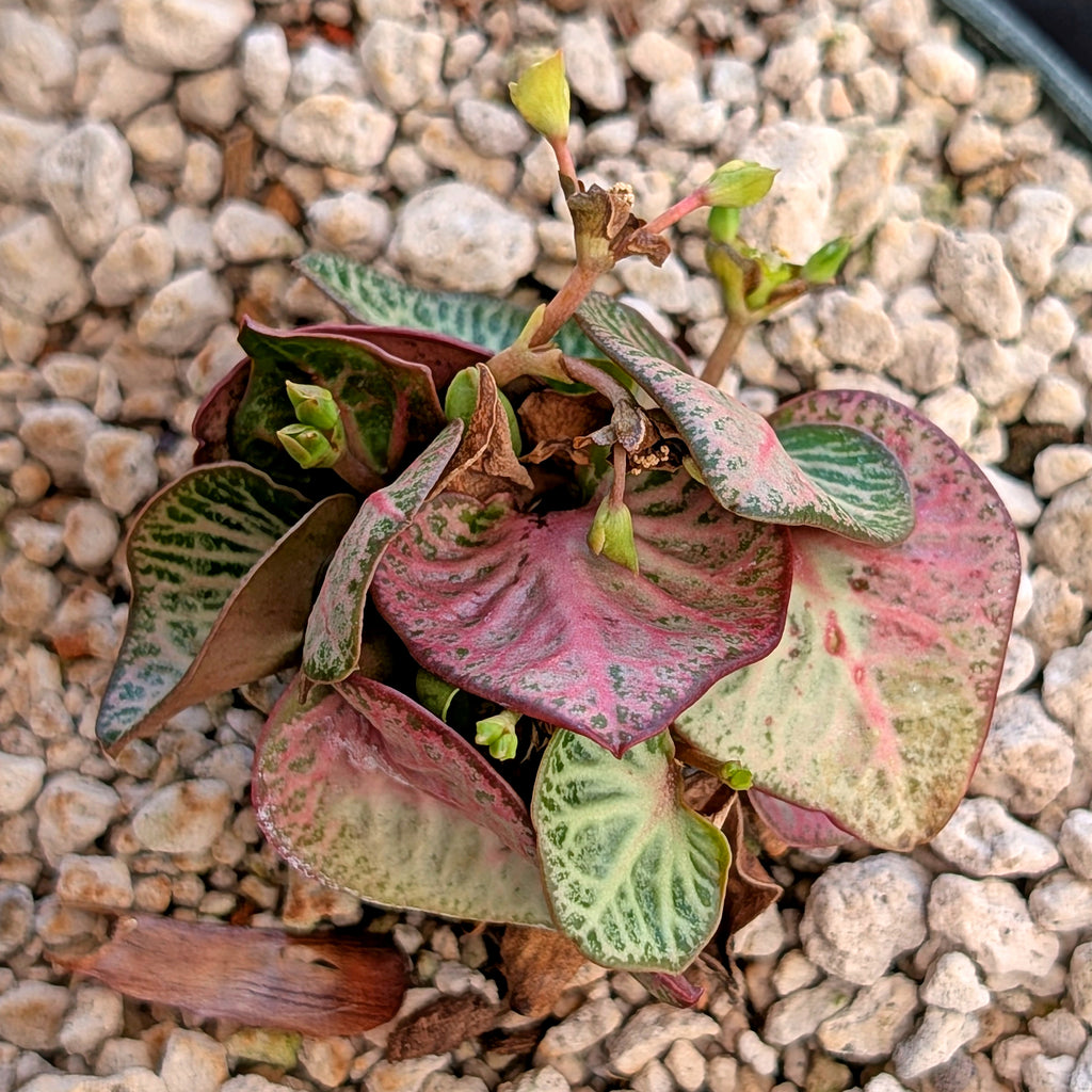Euphorbia francoisii #20