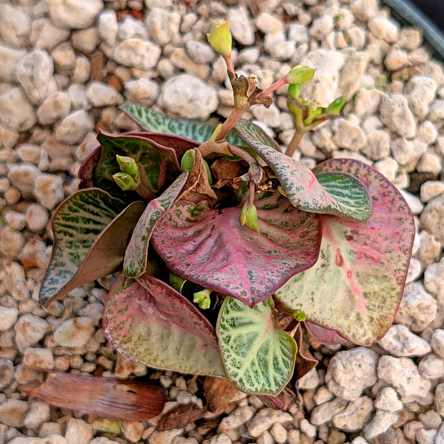 Euphorbia francoisii #20