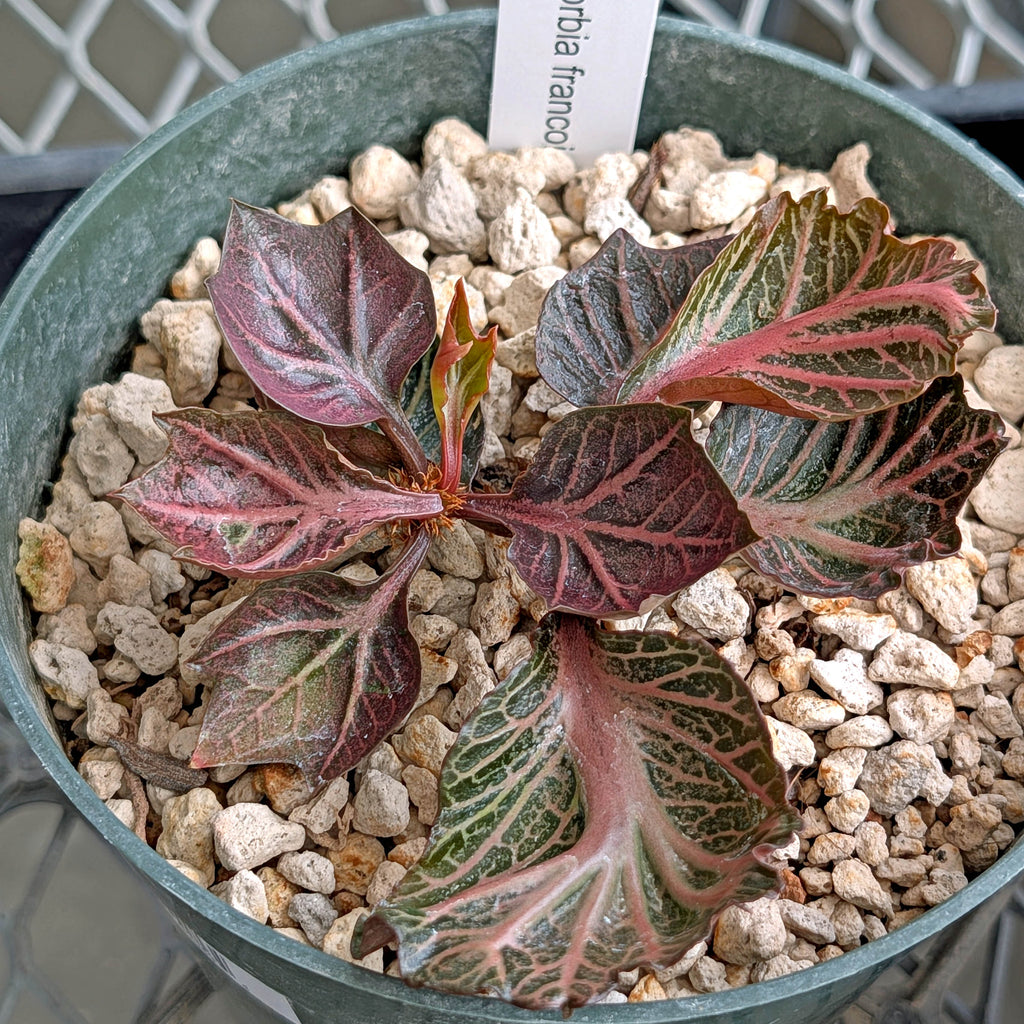 Euphorbia francoisii #20