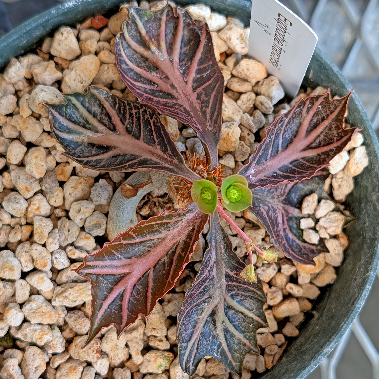 Euphorbia francoisii #20