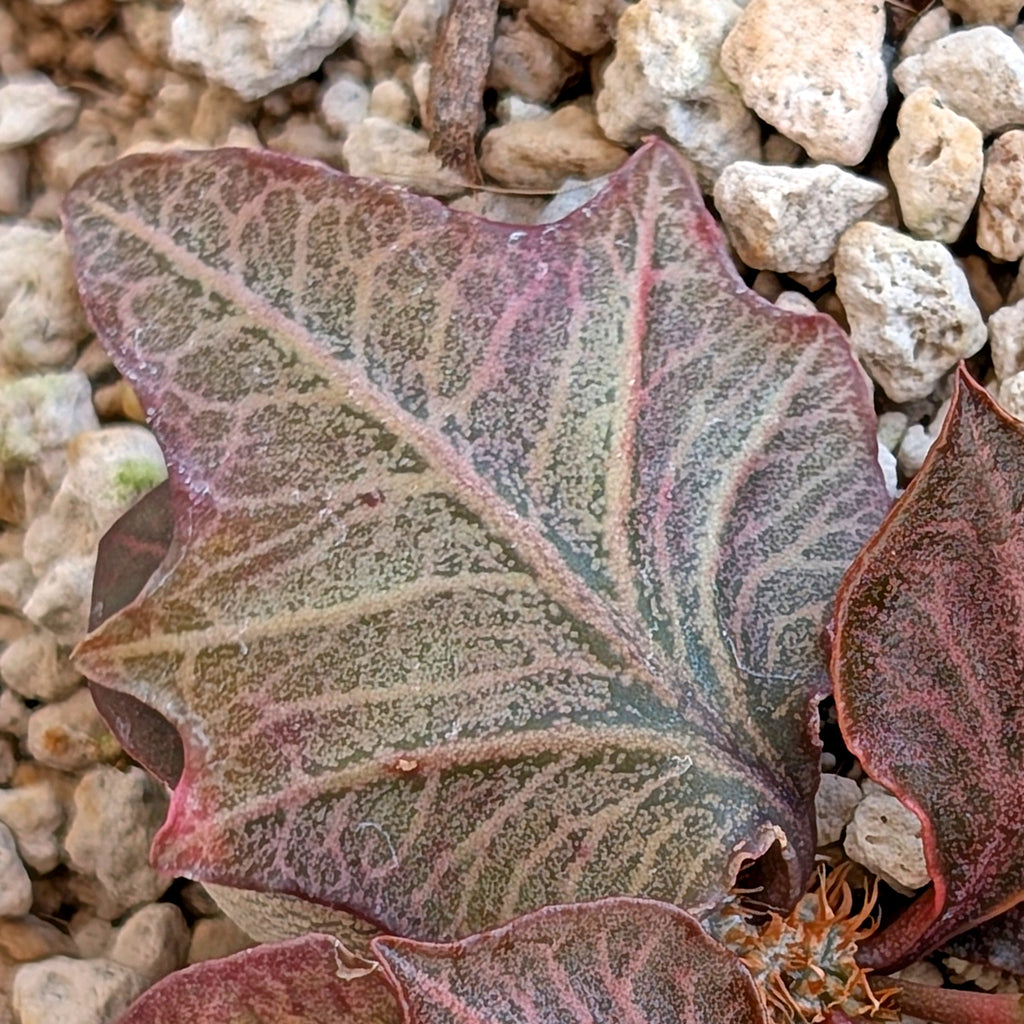 Euphorbia francoisii #21