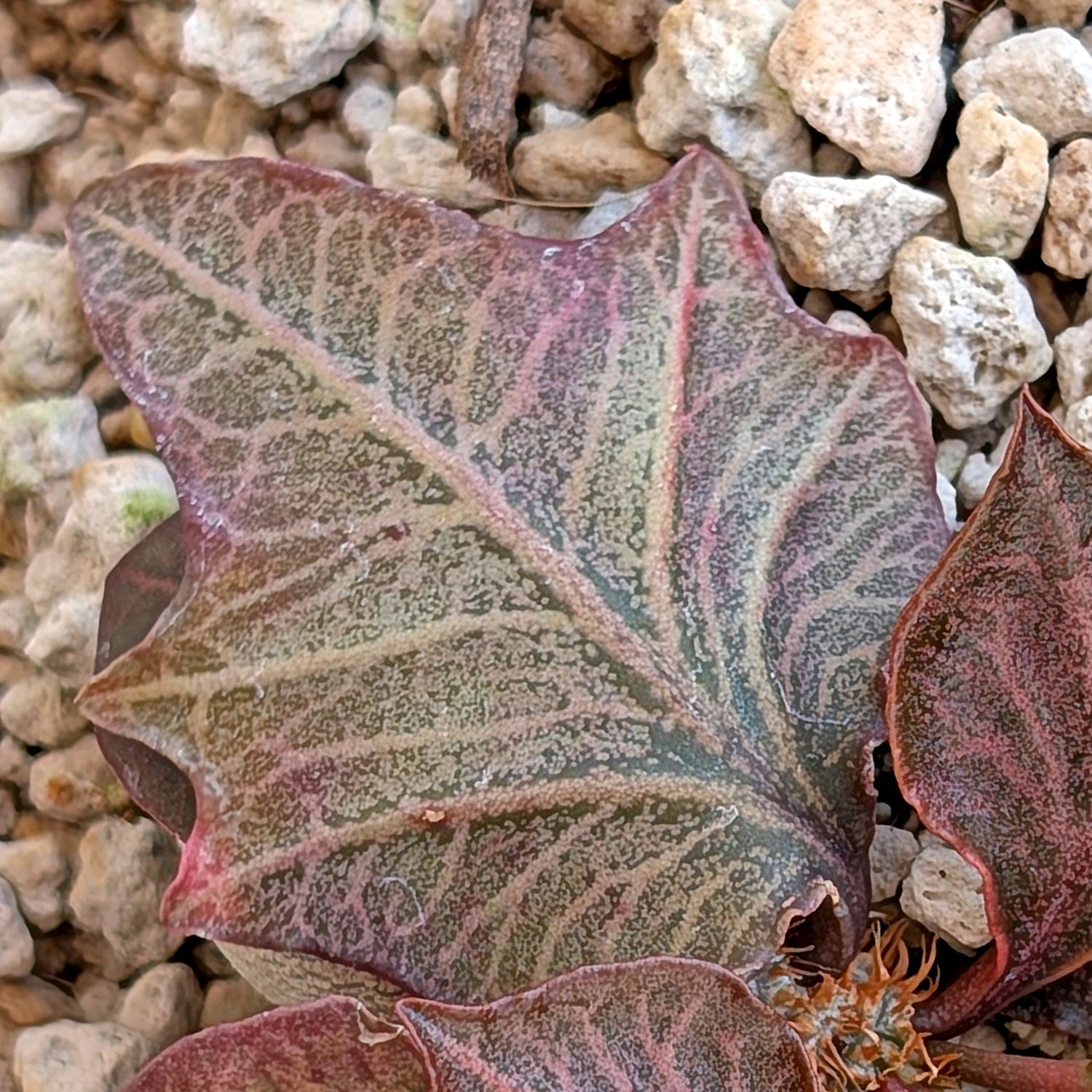 Euphorbia francoisii #21