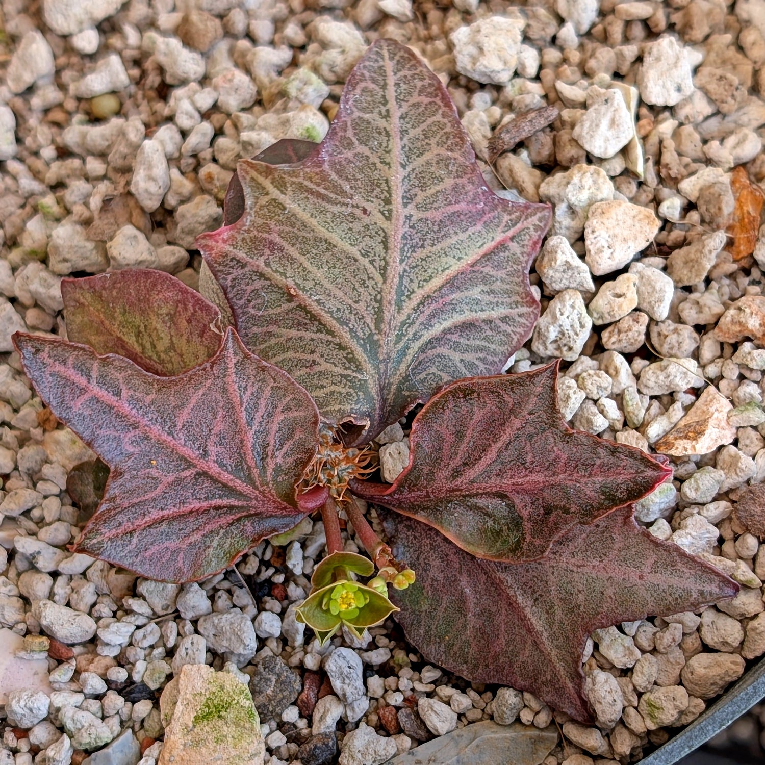 Euphorbia francoisii #21