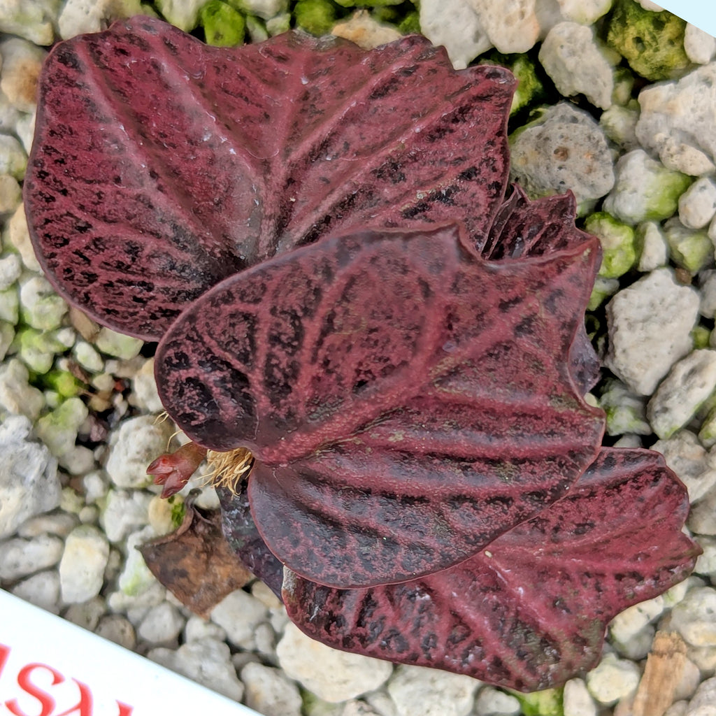 Euphorbia francoisii #21