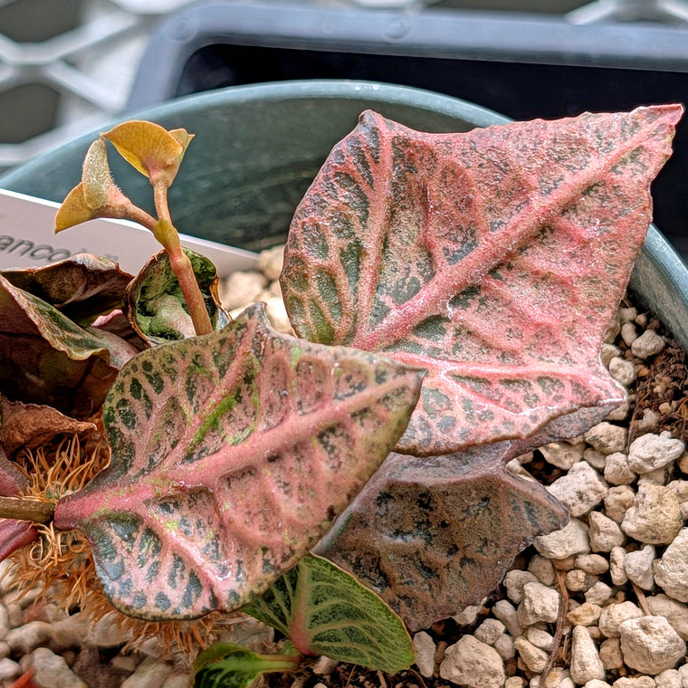 Euphorbia francoisii #21