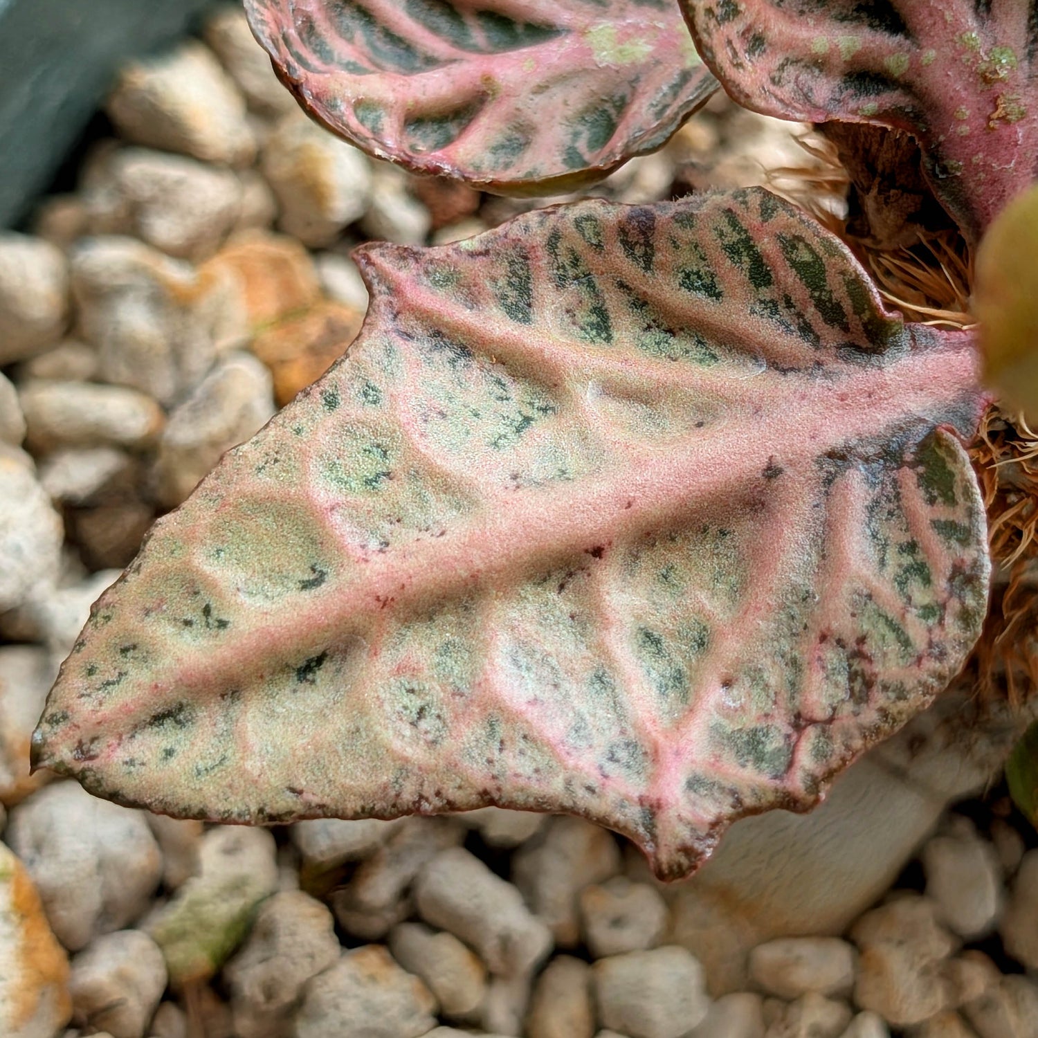 Euphorbia francoisii #21