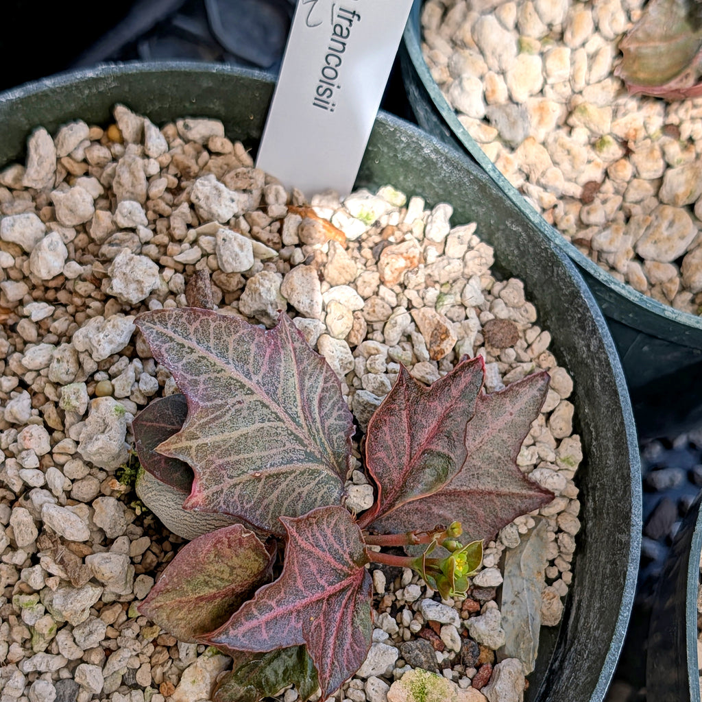 Euphorbia francoisii #21