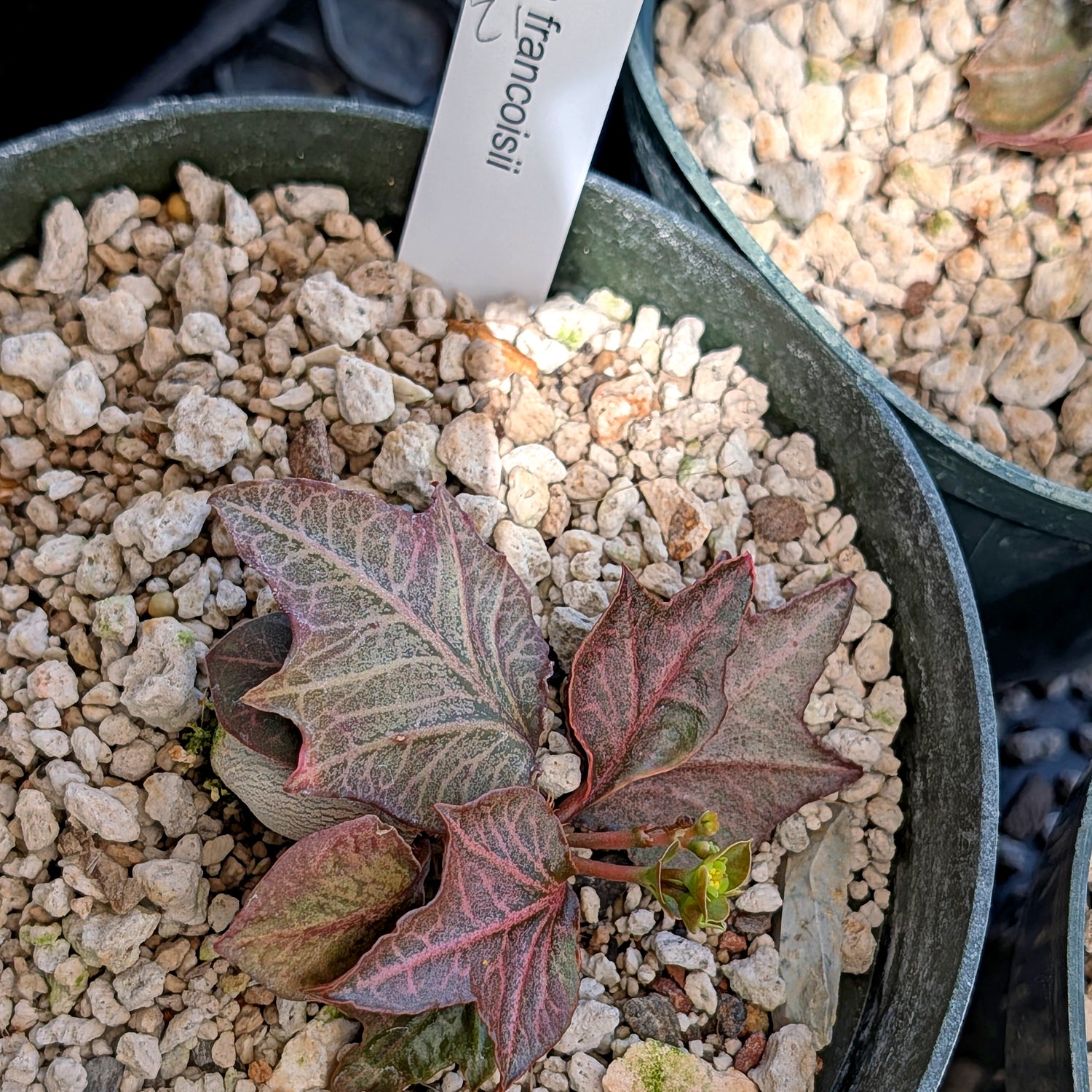 Euphorbia francoisii #21