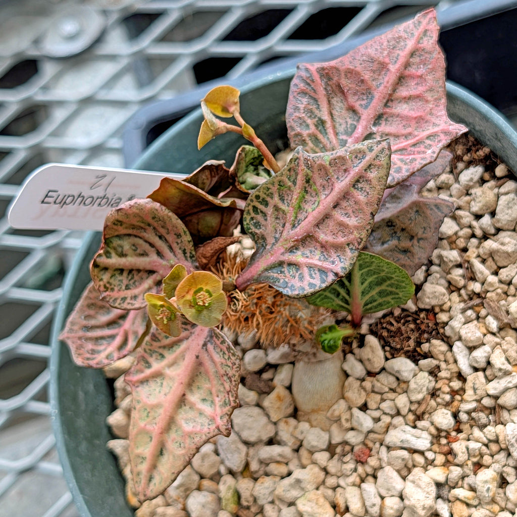 Euphorbia francoisii #21