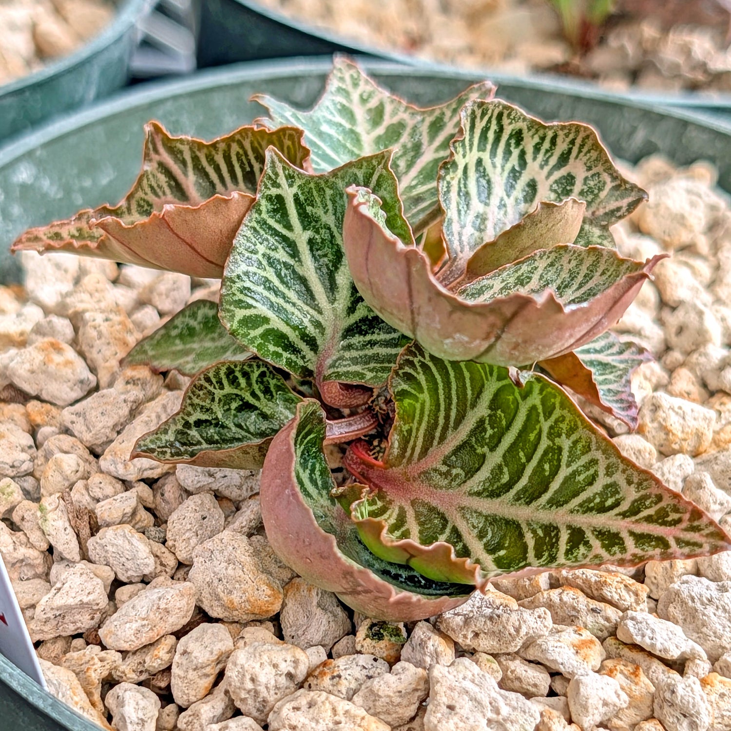 Euphorbia francoisii #22
