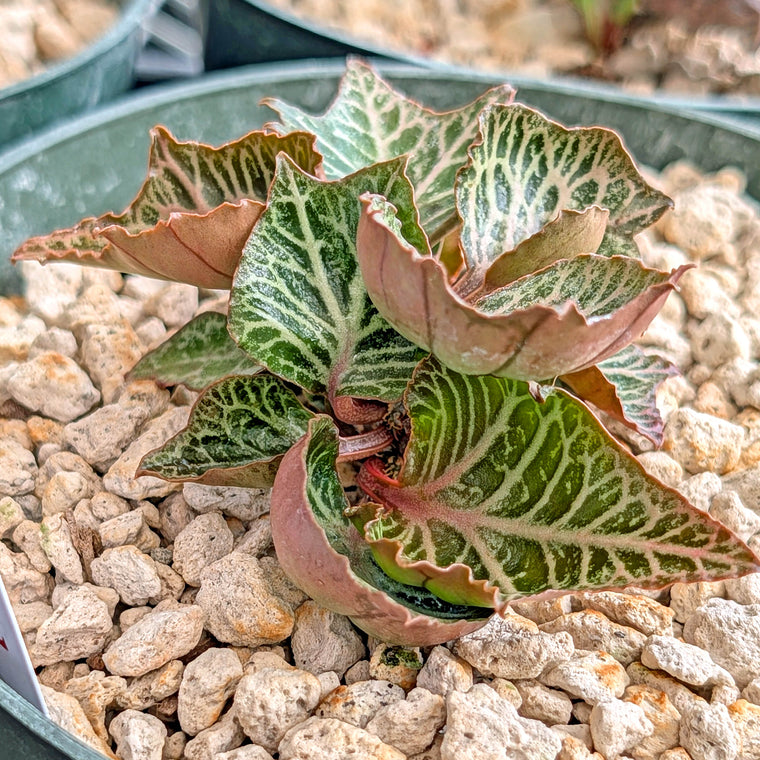 Euphorbia francoisii #22