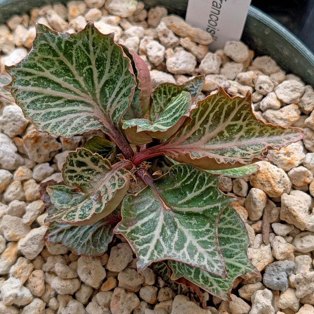 Euphorbia francoisii #22
