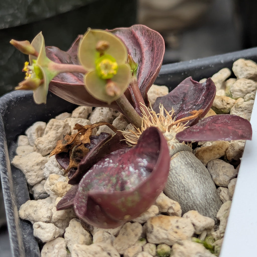 Euphorbia francoisii #22