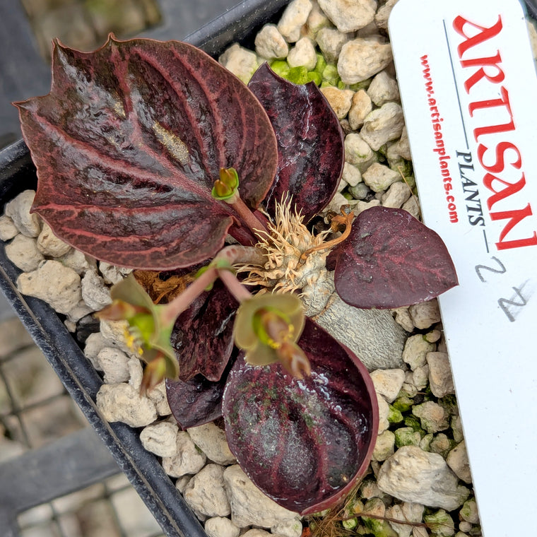 Euphorbia francoisii #22