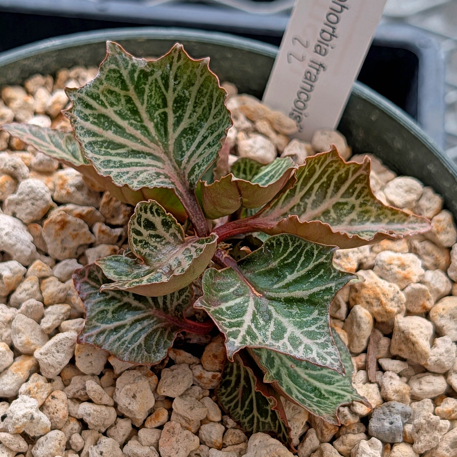 Euphorbia francoisii #22