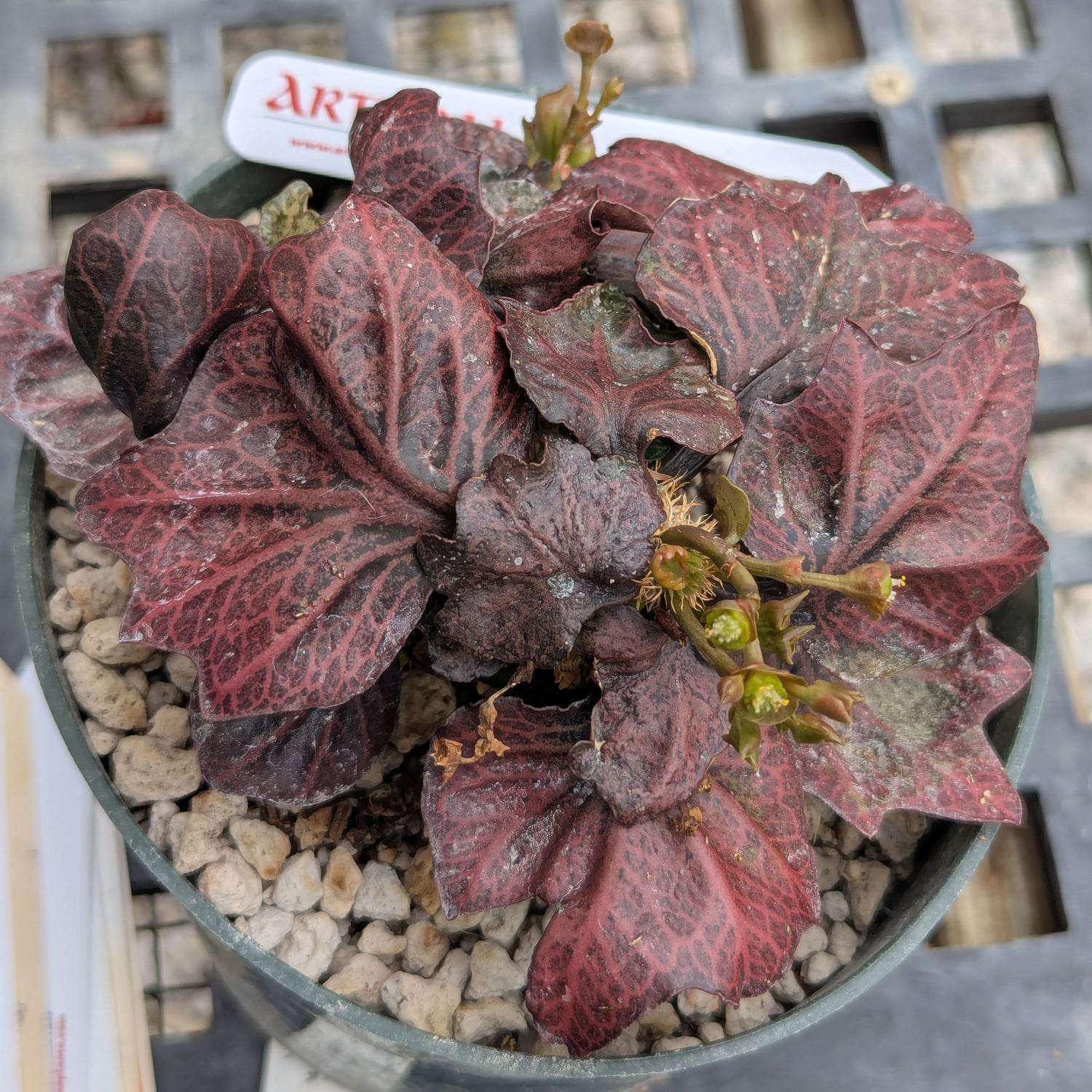Euphorbia francoisii #23