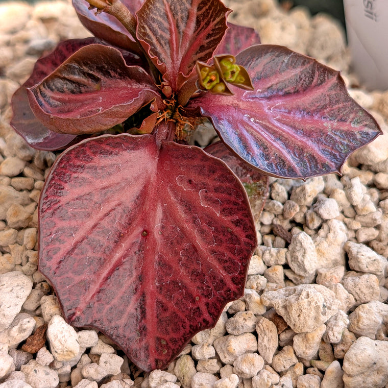 Euphorbia francoisii #23