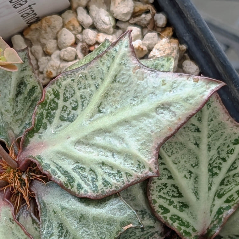 Euphorbia francoisii #23