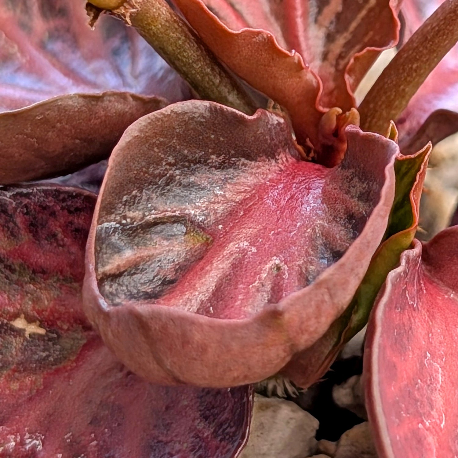 Euphorbia francoisii #23