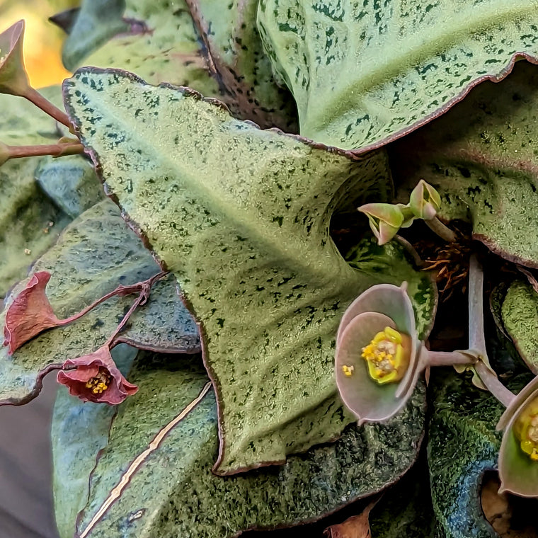 Euphorbia francoisii #23