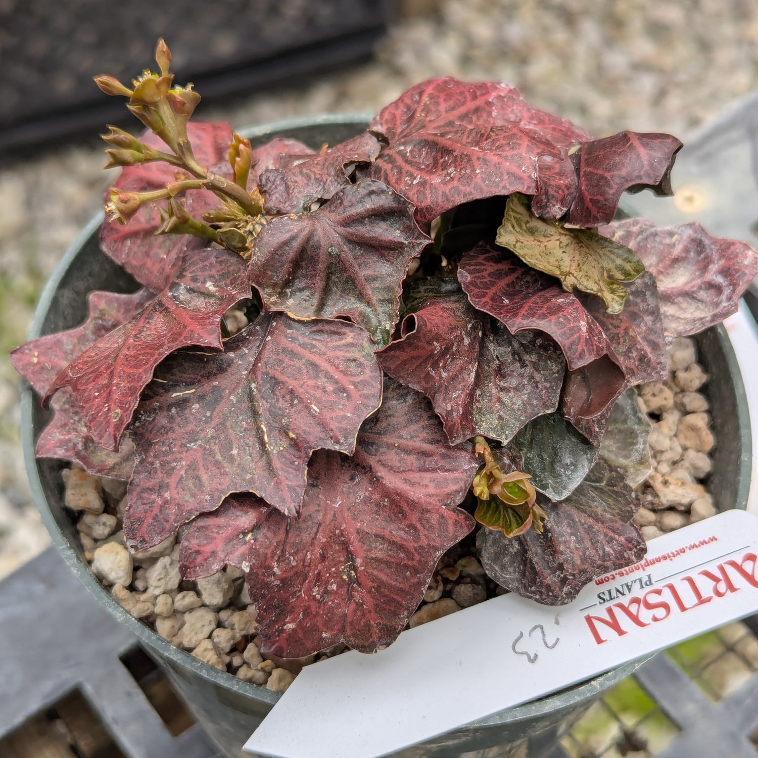 Euphorbia francoisii #23