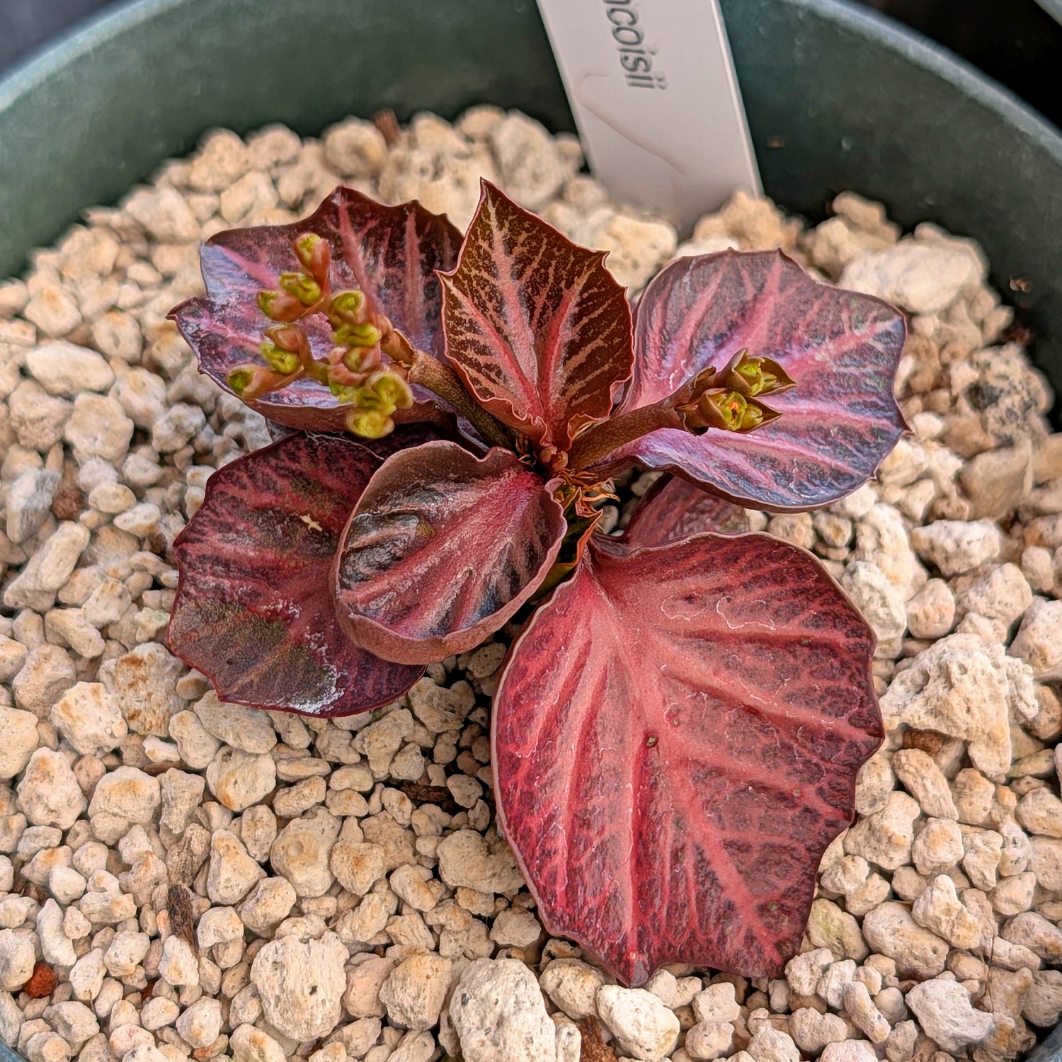 Euphorbia francoisii #23