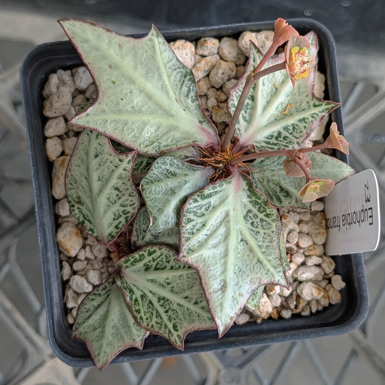 Euphorbia francoisii #23
