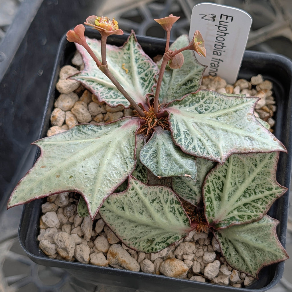 Euphorbia francoisii #23