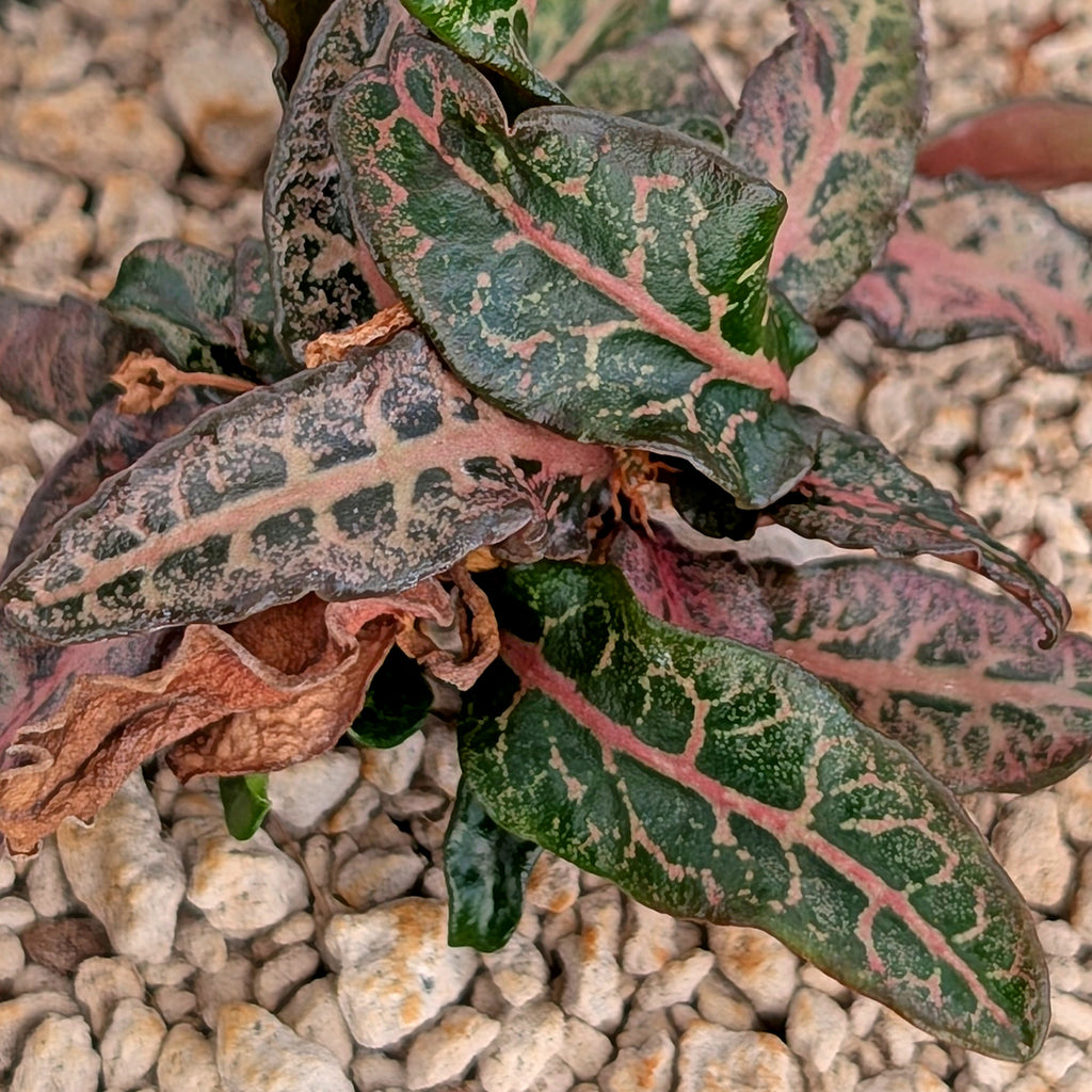 Euphorbia francoisii #24