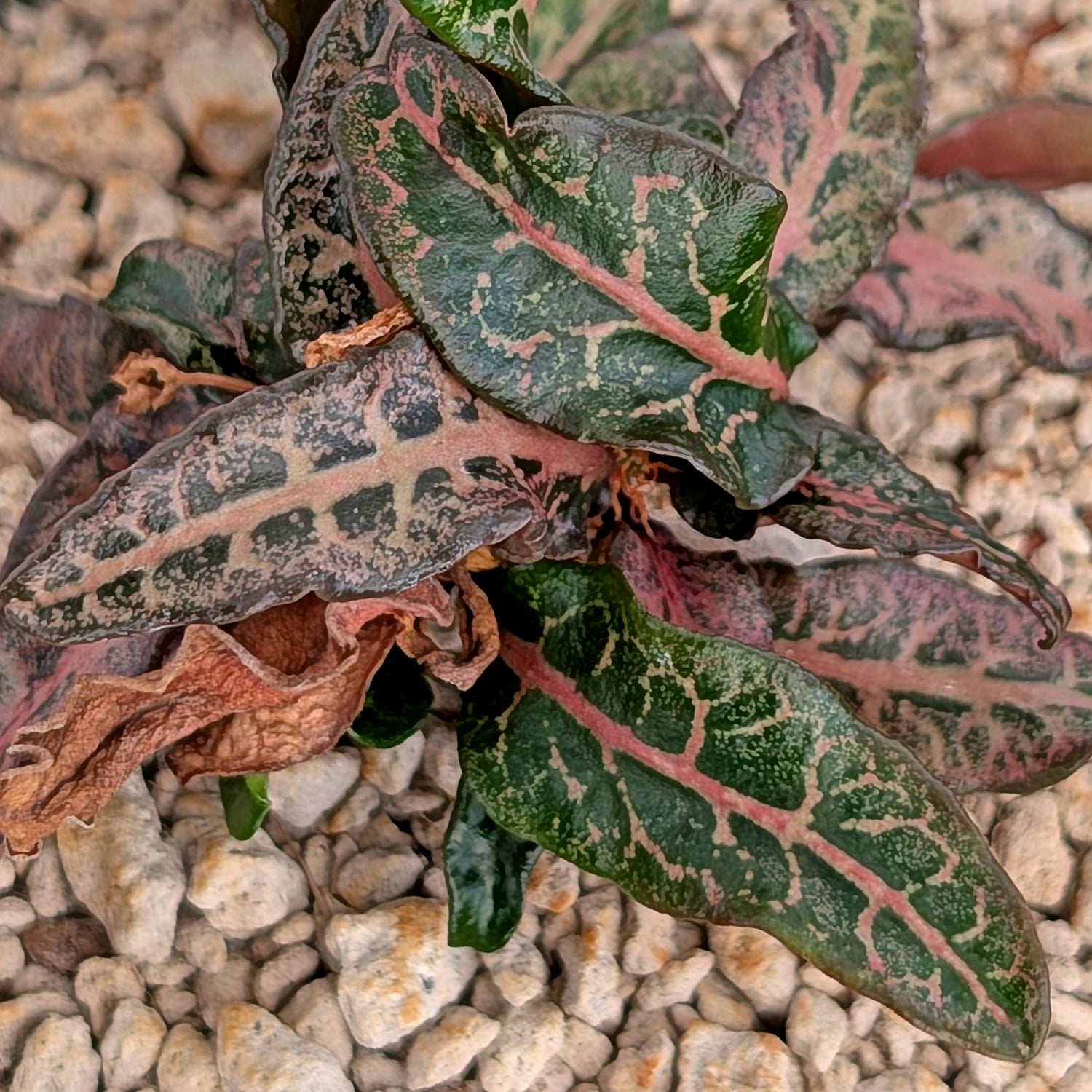 Euphorbia francoisii #24