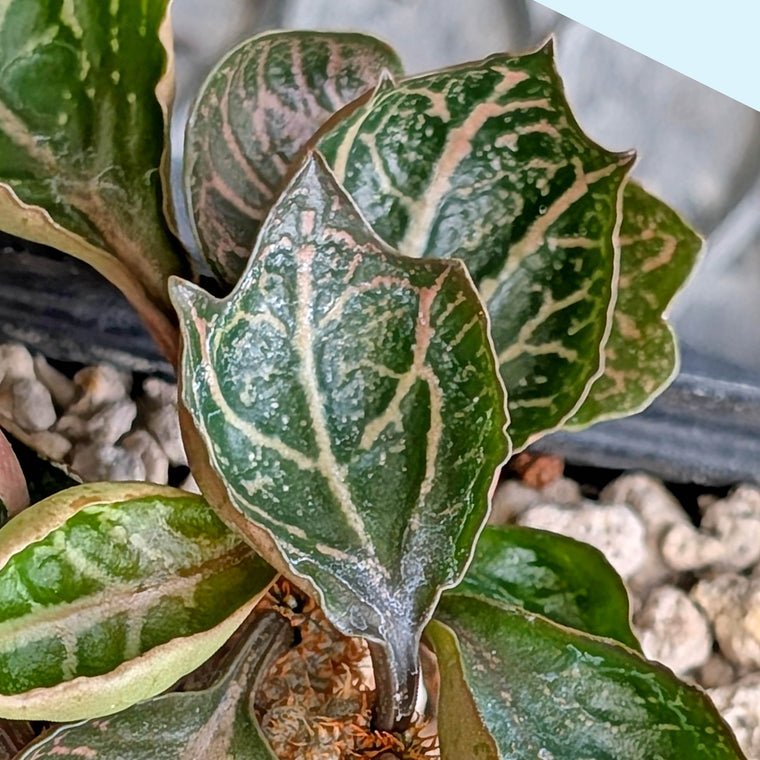Euphorbia francoisii #24