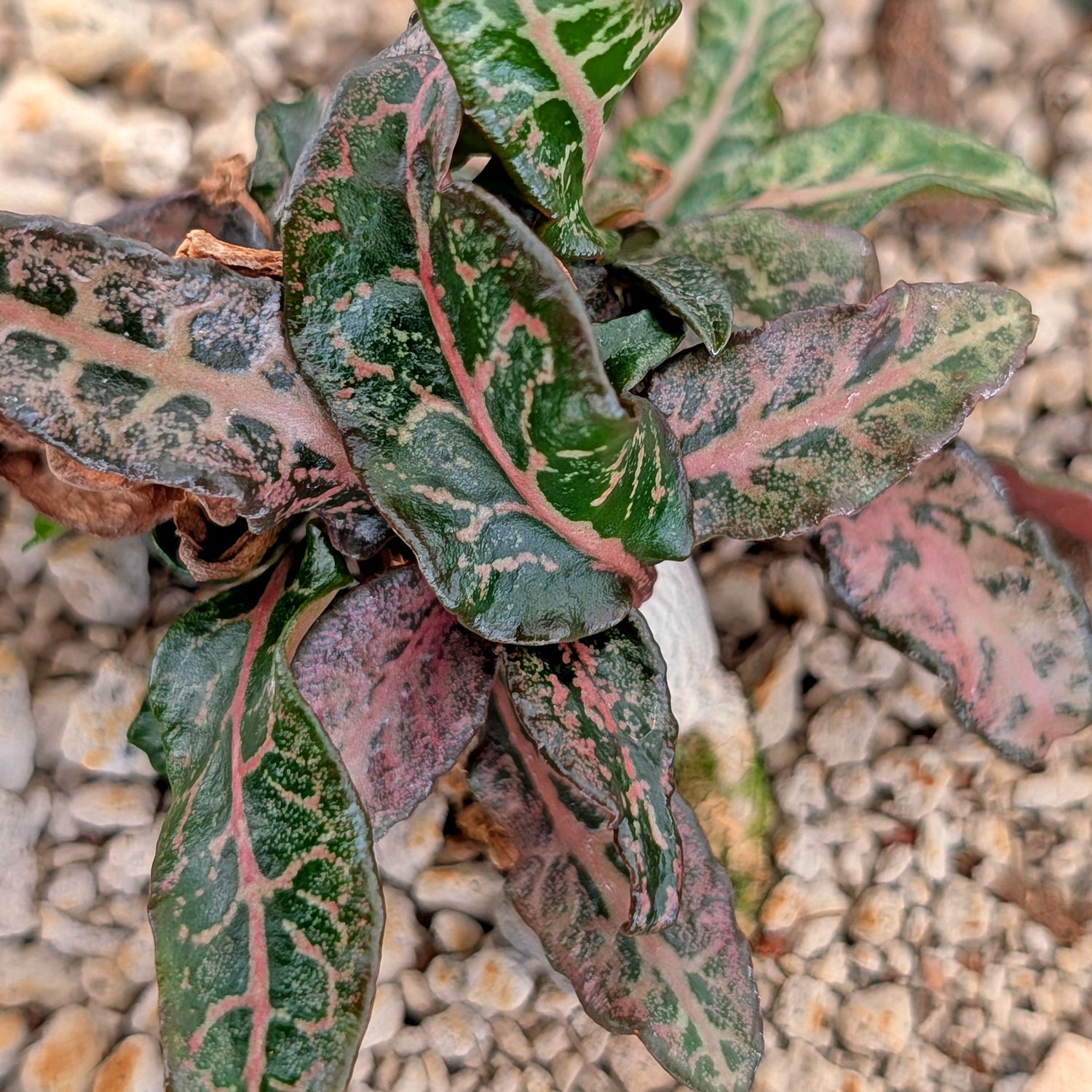 Euphorbia francoisii #24