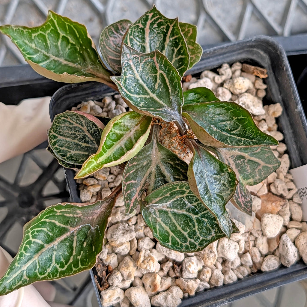 Euphorbia francoisii #24