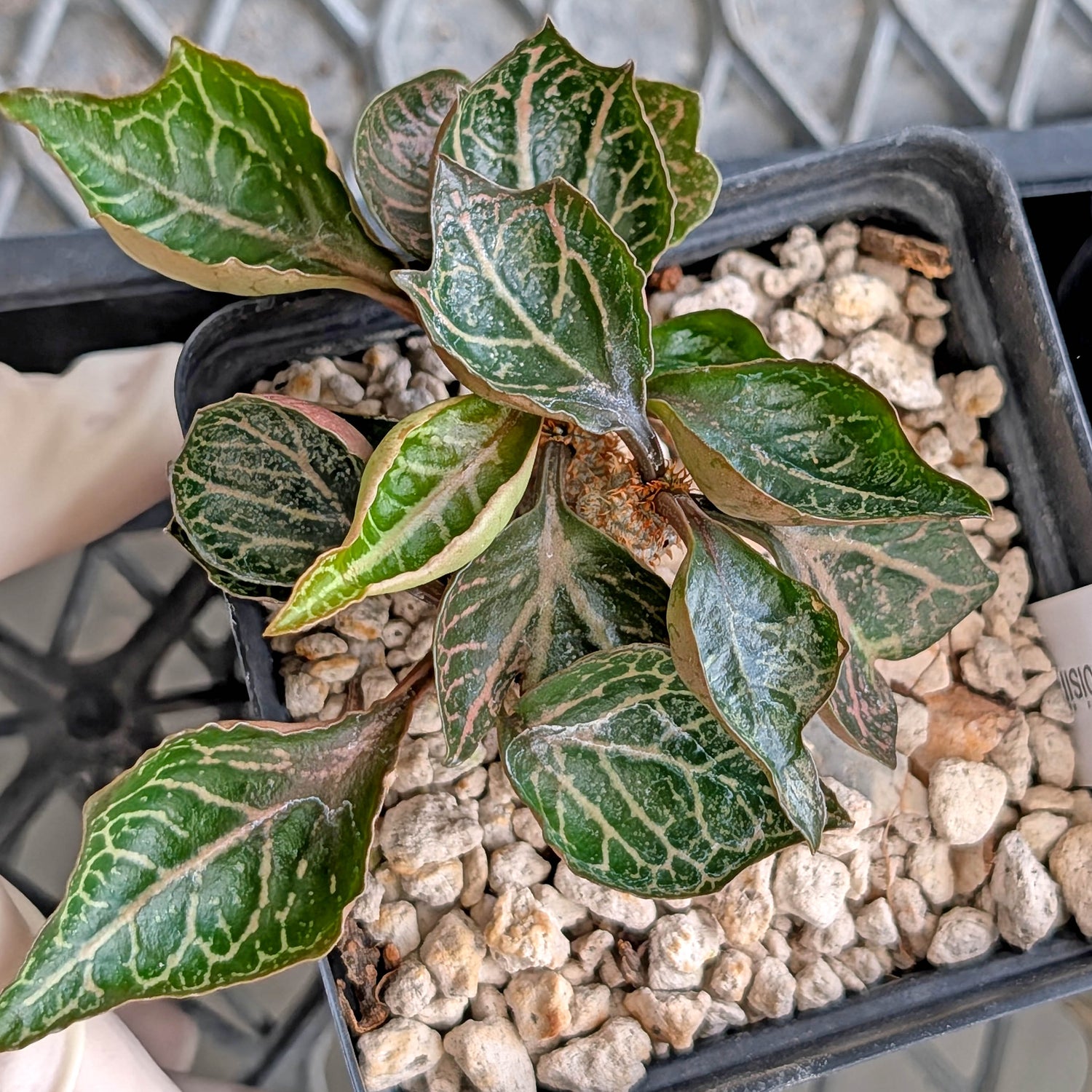 Euphorbia francoisii #24