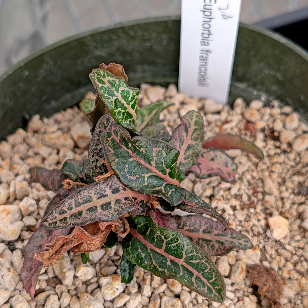 Euphorbia francoisii #24