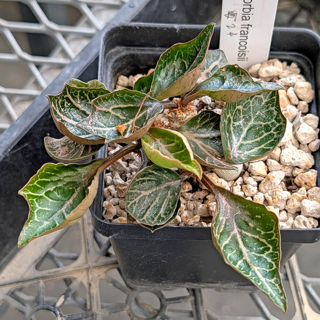 Euphorbia francoisii #24