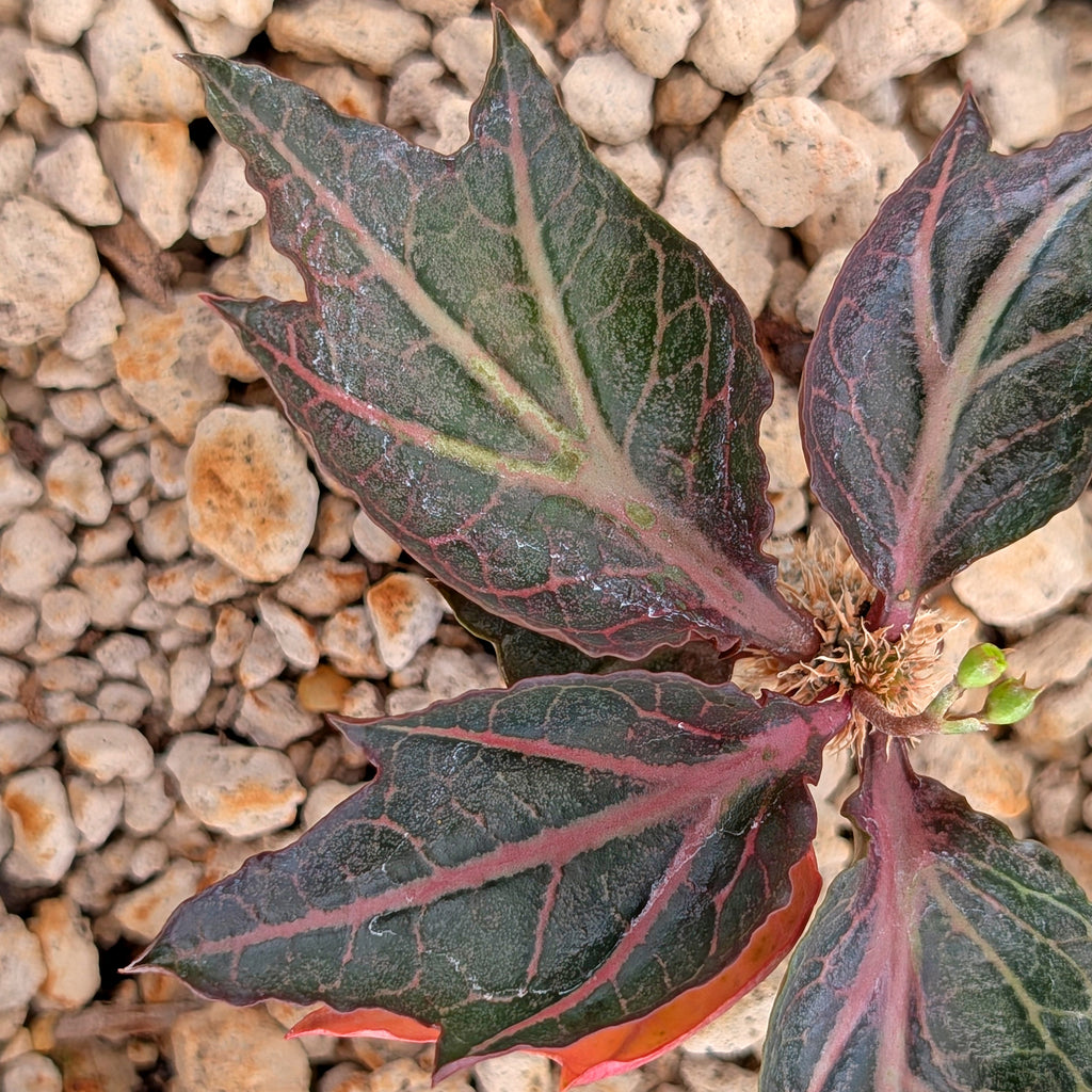 Euphorbia francoisii #25