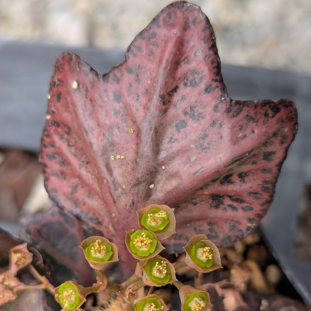 Euphorbia francoisii #25