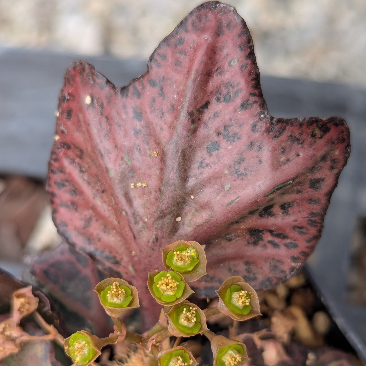 Euphorbia francoisii #25