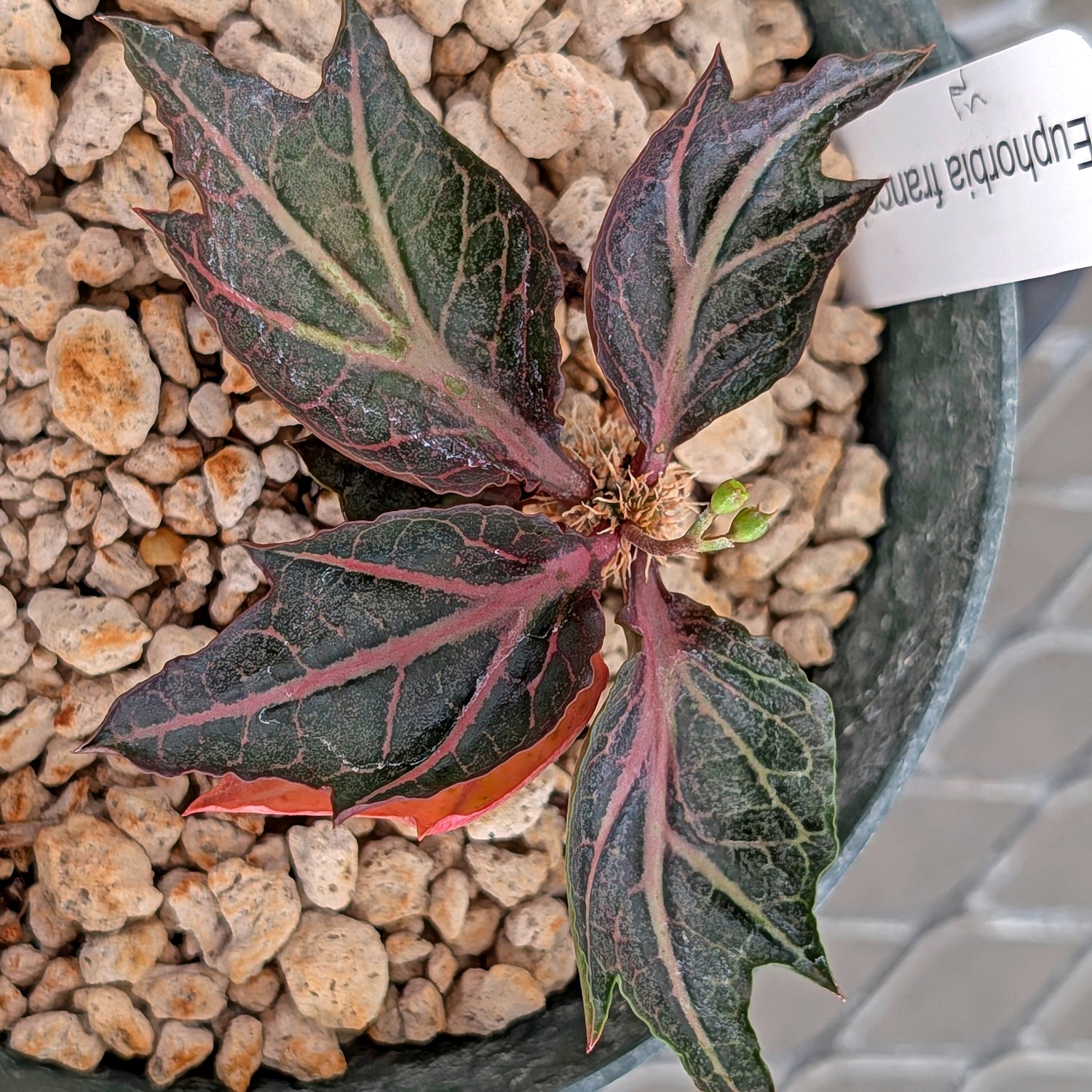 Euphorbia francoisii #25