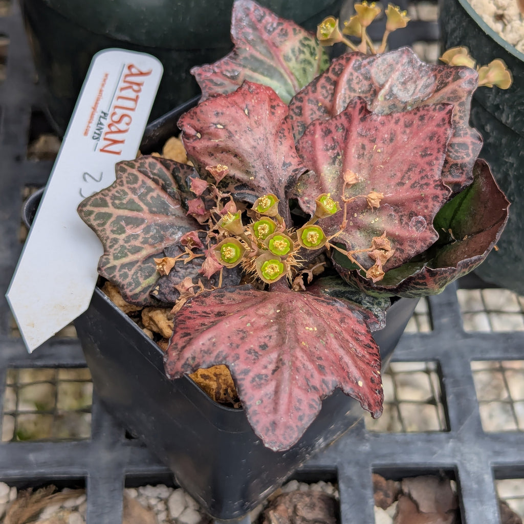 Euphorbia francoisii #25