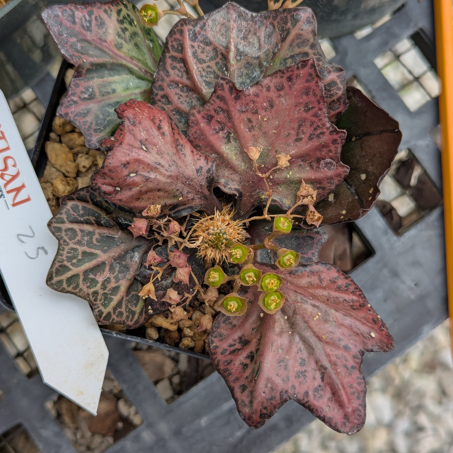 Euphorbia francoisii #25