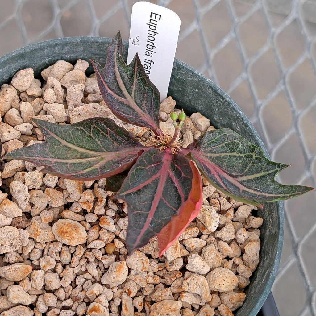 Euphorbia francoisii #25
