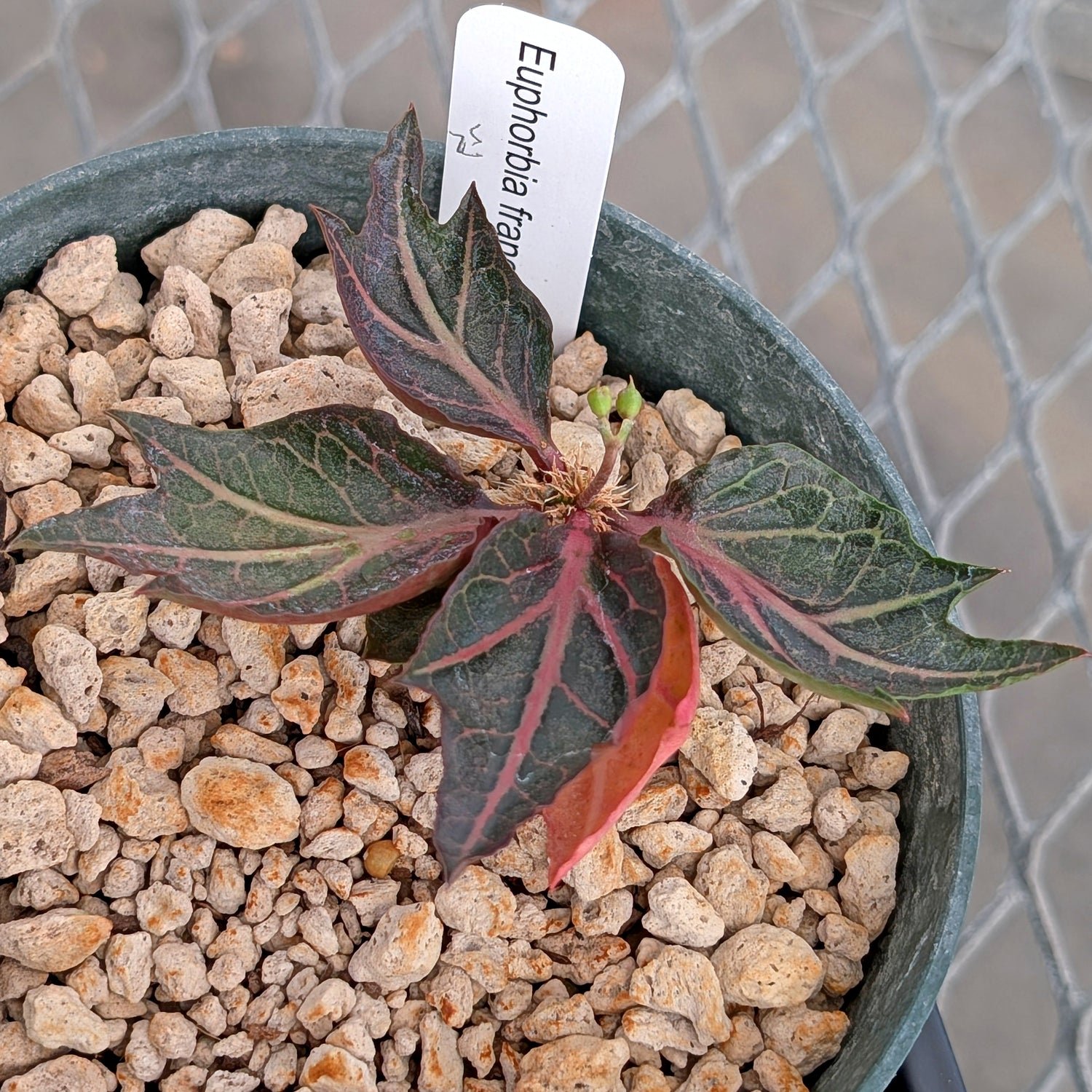 Euphorbia francoisii #25