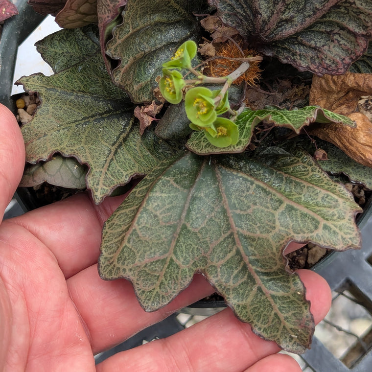 Euphorbia francoisii #26
