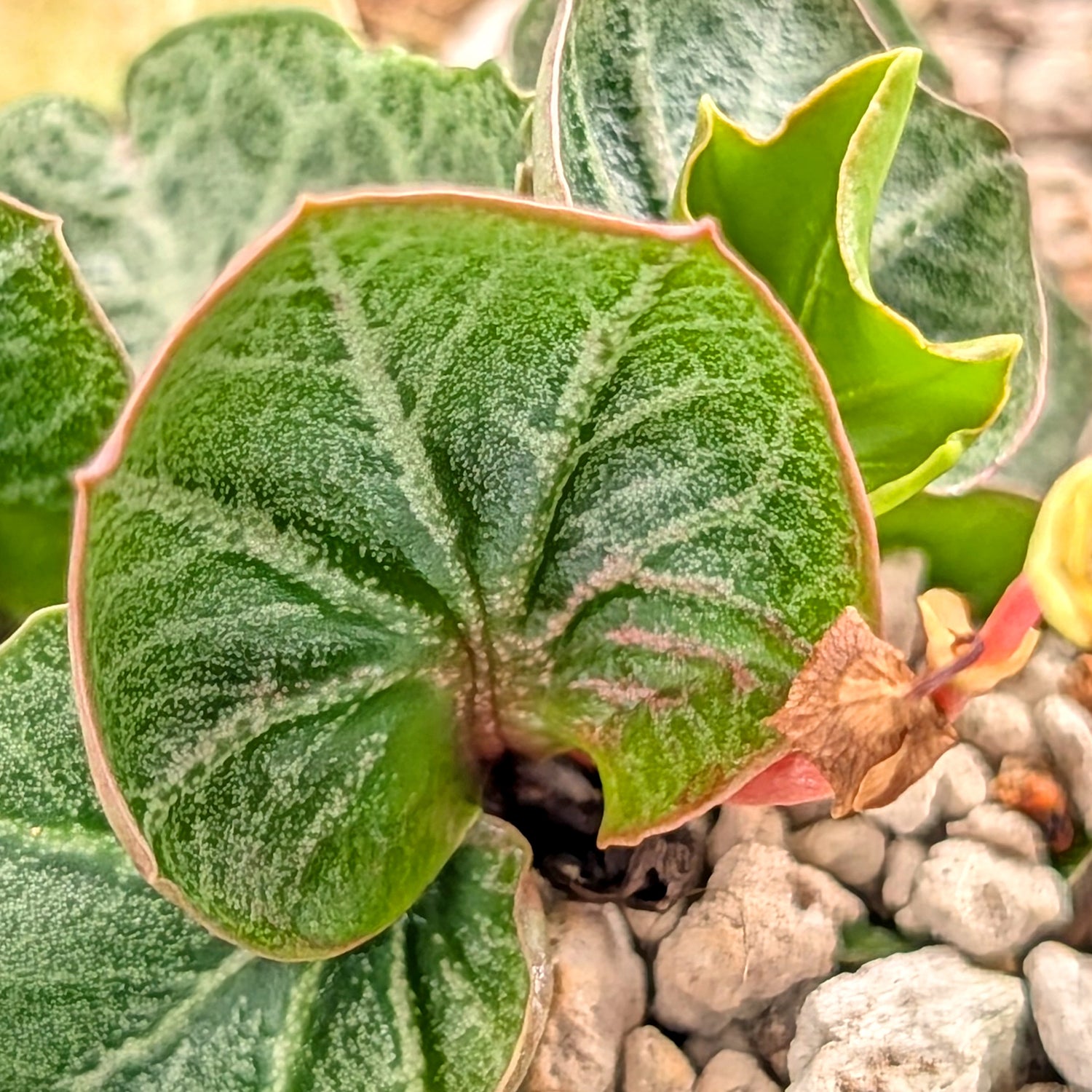 Euphorbia francoisii #26