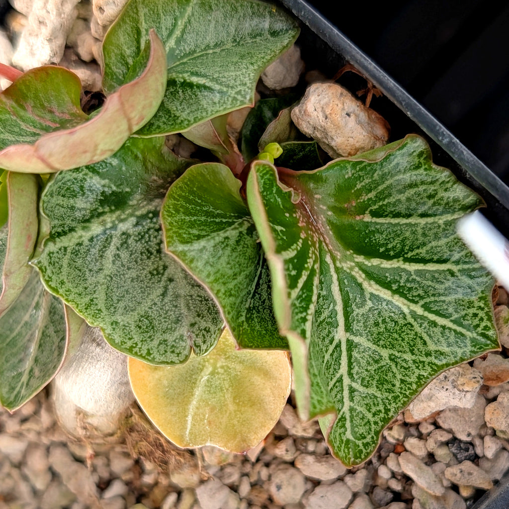 Euphorbia francoisii #26